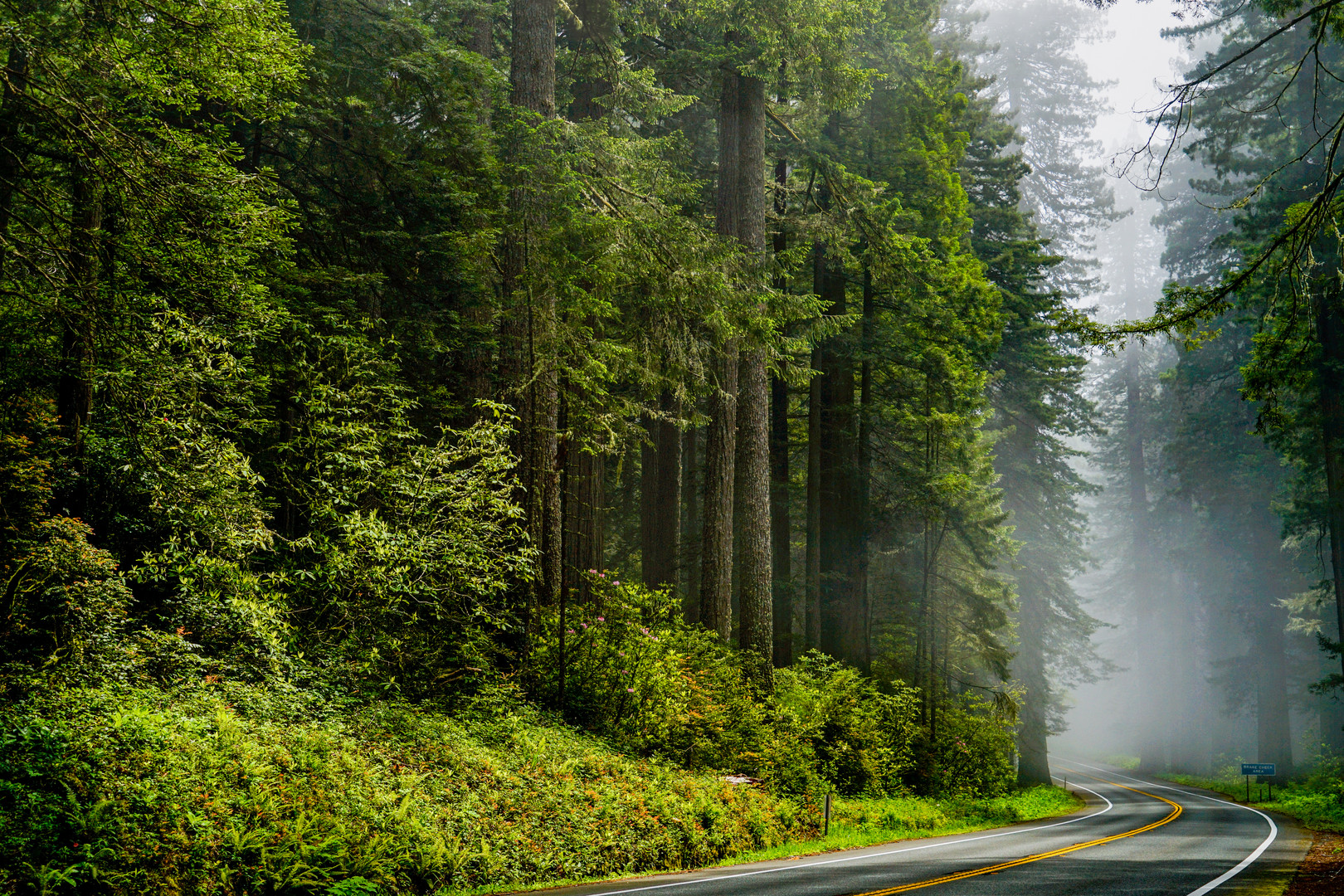 Mystischer Urwald - Redwood National Park 