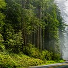 Mystischer Urwald - Redwood National Park 