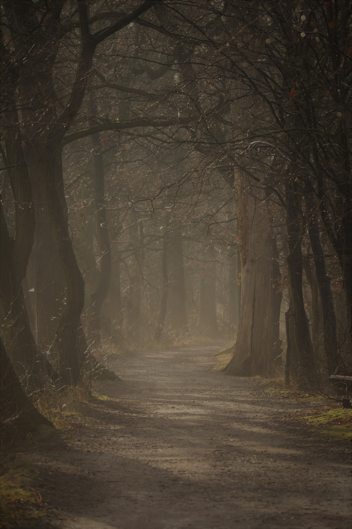 Mystischer Wald 