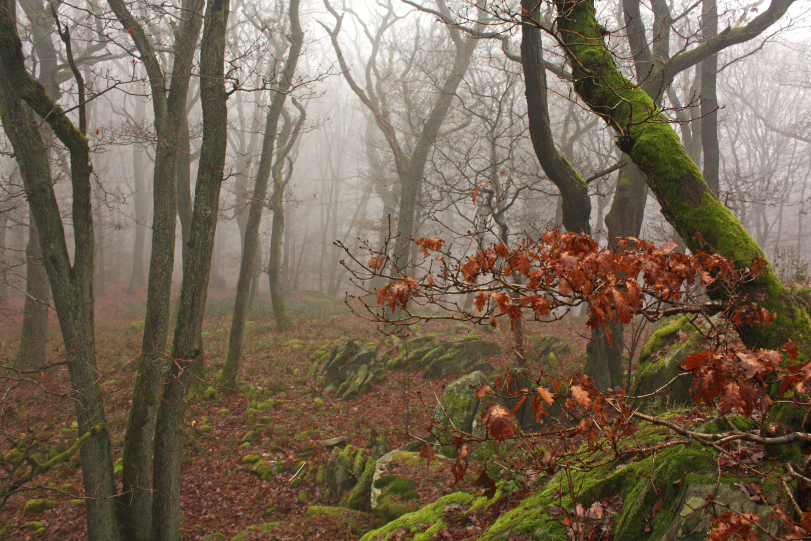 Mystischer Wald