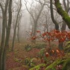 Mystischer Wald