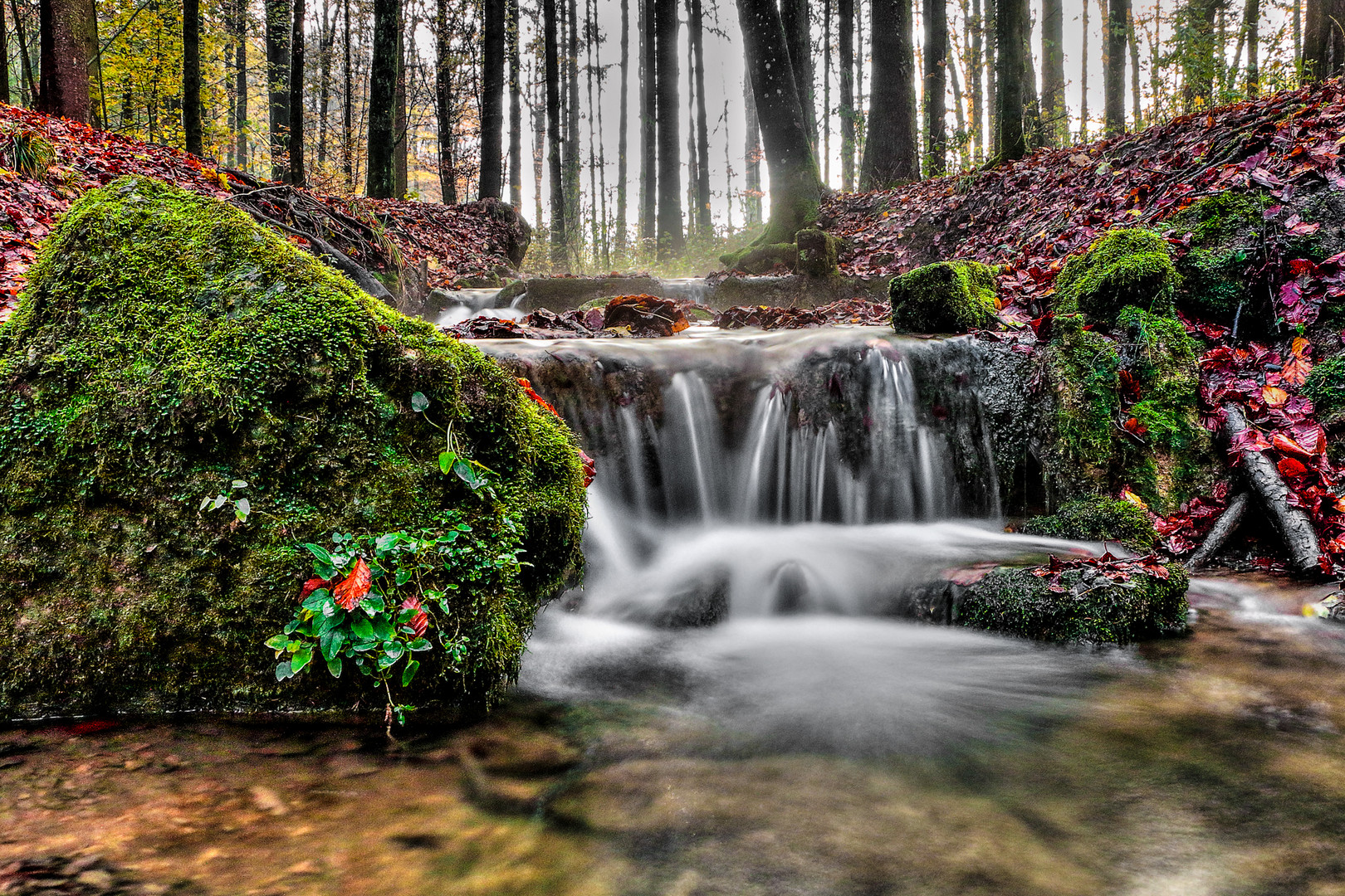 Mystischer Wald