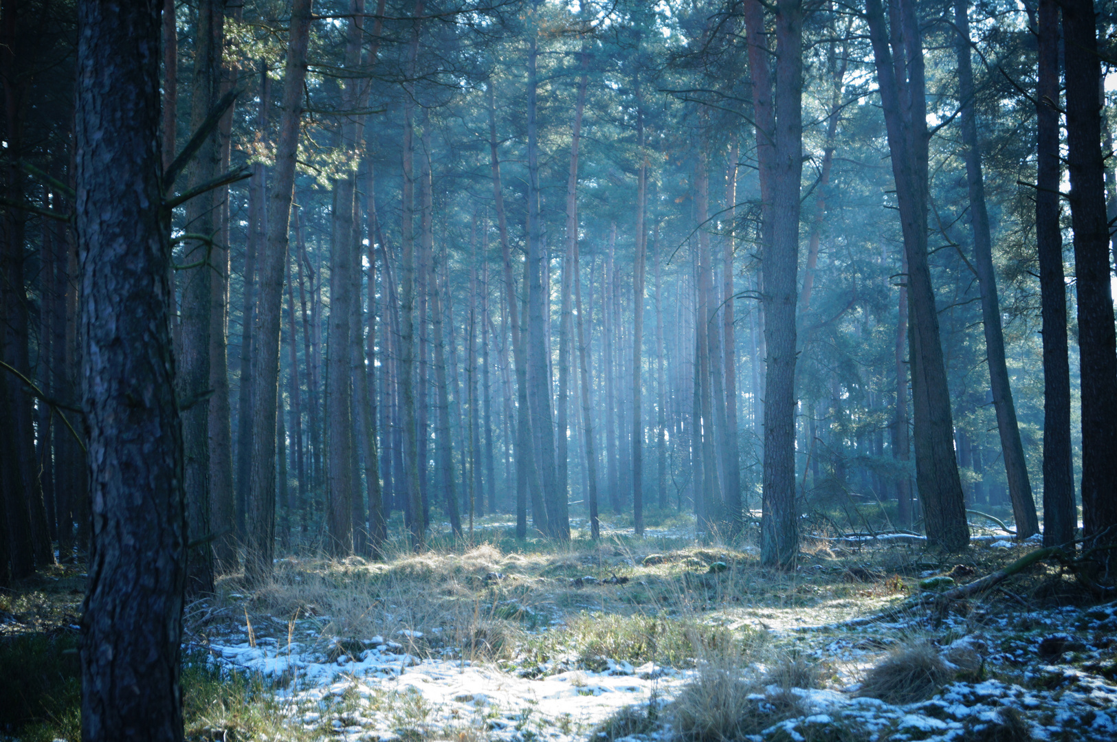 Mystischer Wald