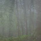 Mystischer Wald 2