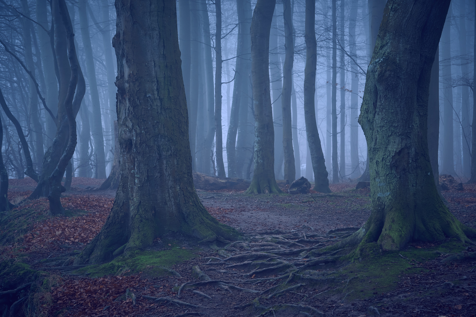 Mystischer Wald