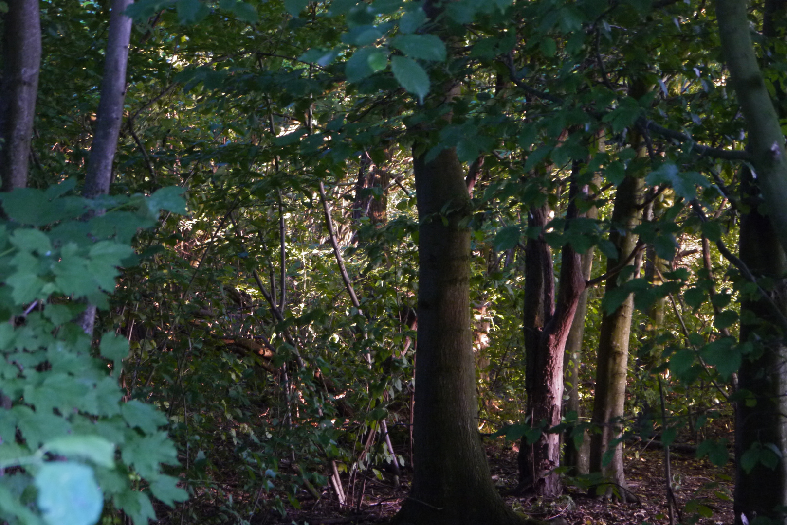 Mystischer Wald