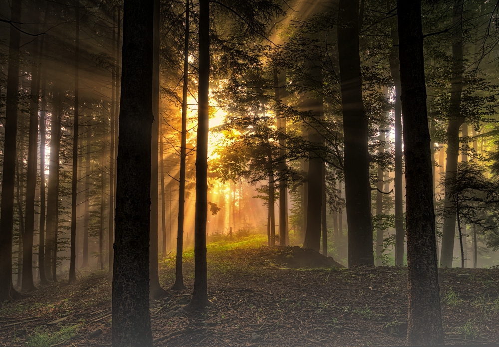 Wetter Tharandter Wald Wetter Tharandter Wald