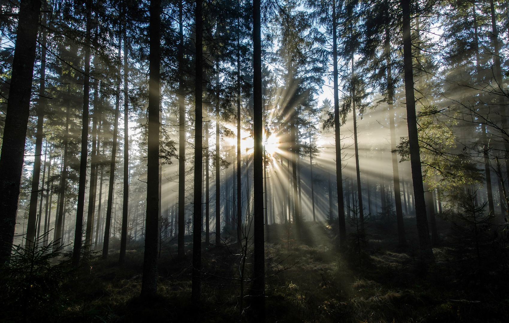 Mystischer Wald Foto Bild Natur Bilder Auf Fotocommunity