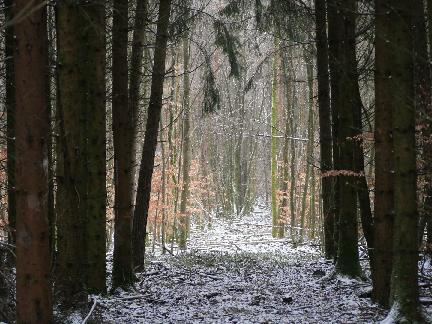 Mystischer Wald