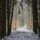 Mystischer Wald