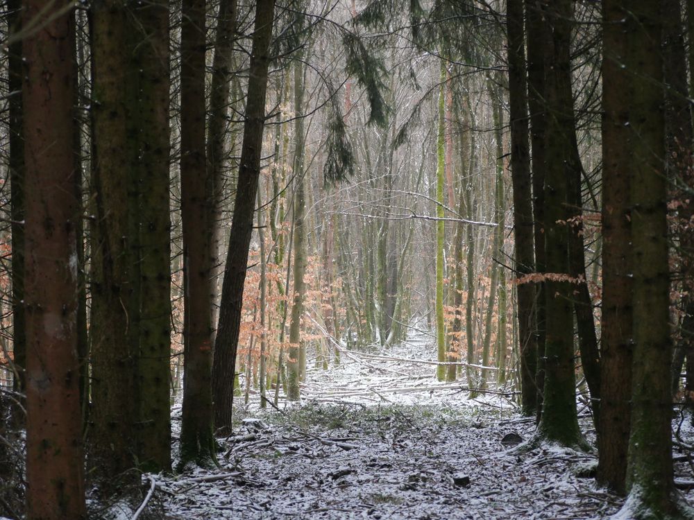 Mystischer Wald