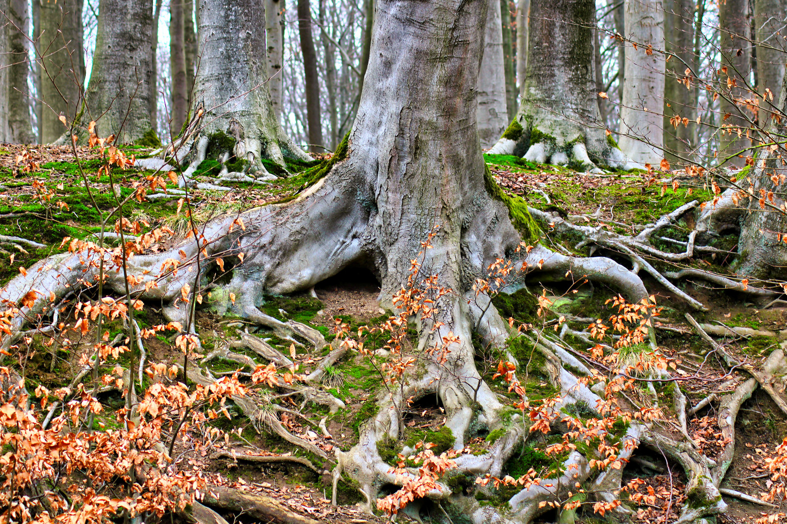 Mystischer Wald