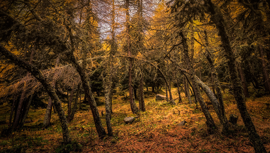 mystischer Wald