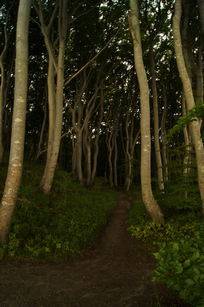 Mystischer Wald