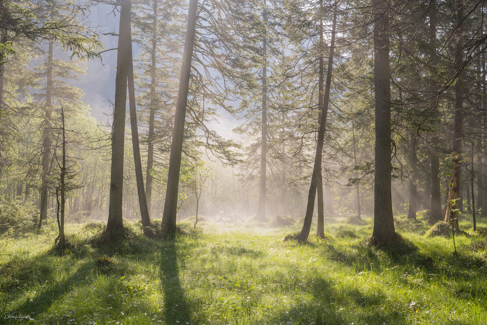 Mystischer Wald