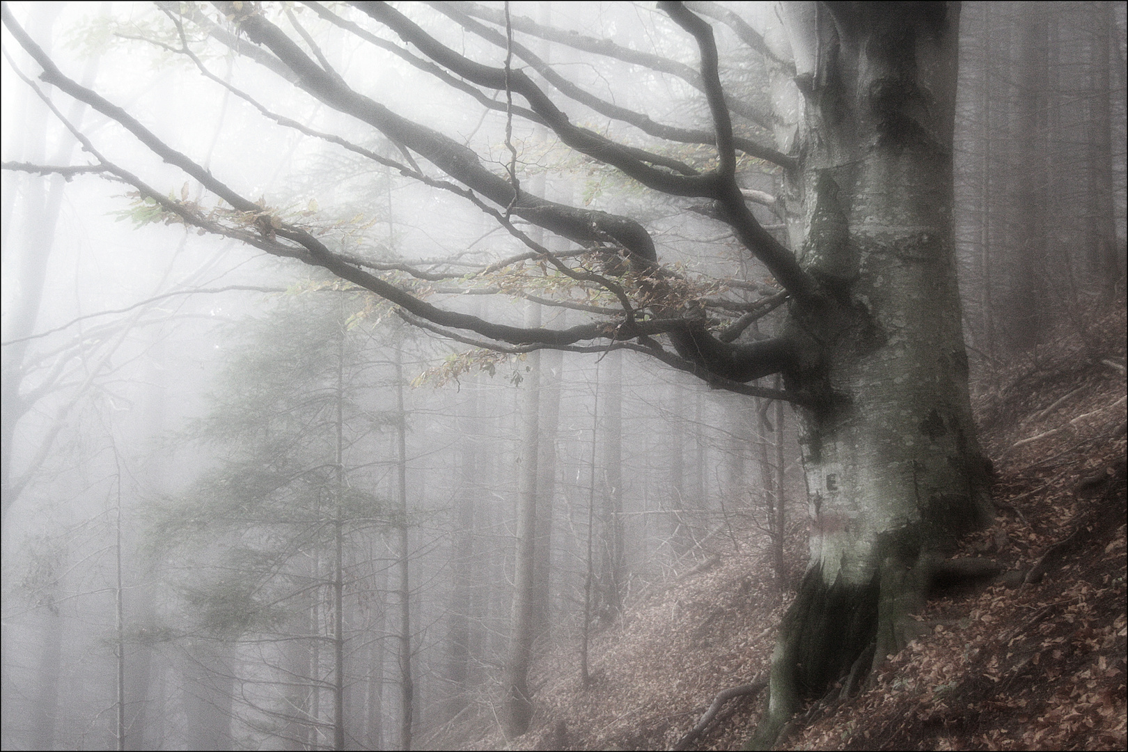 Mystischer Wald