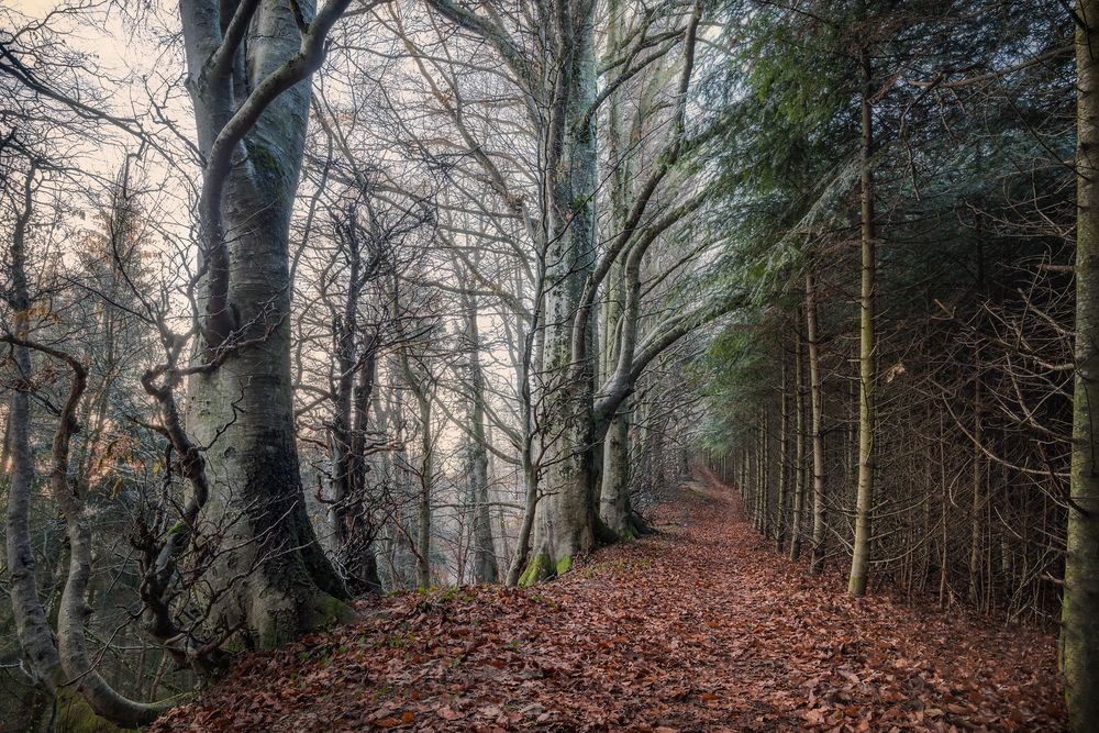 mystischer Wald