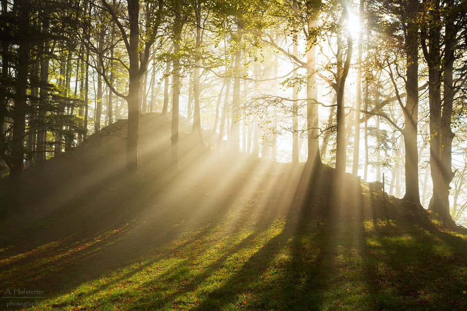 Mystischer Wald Foto Bild Landschaft Wald Natur Bilder Auf Fotocommunity