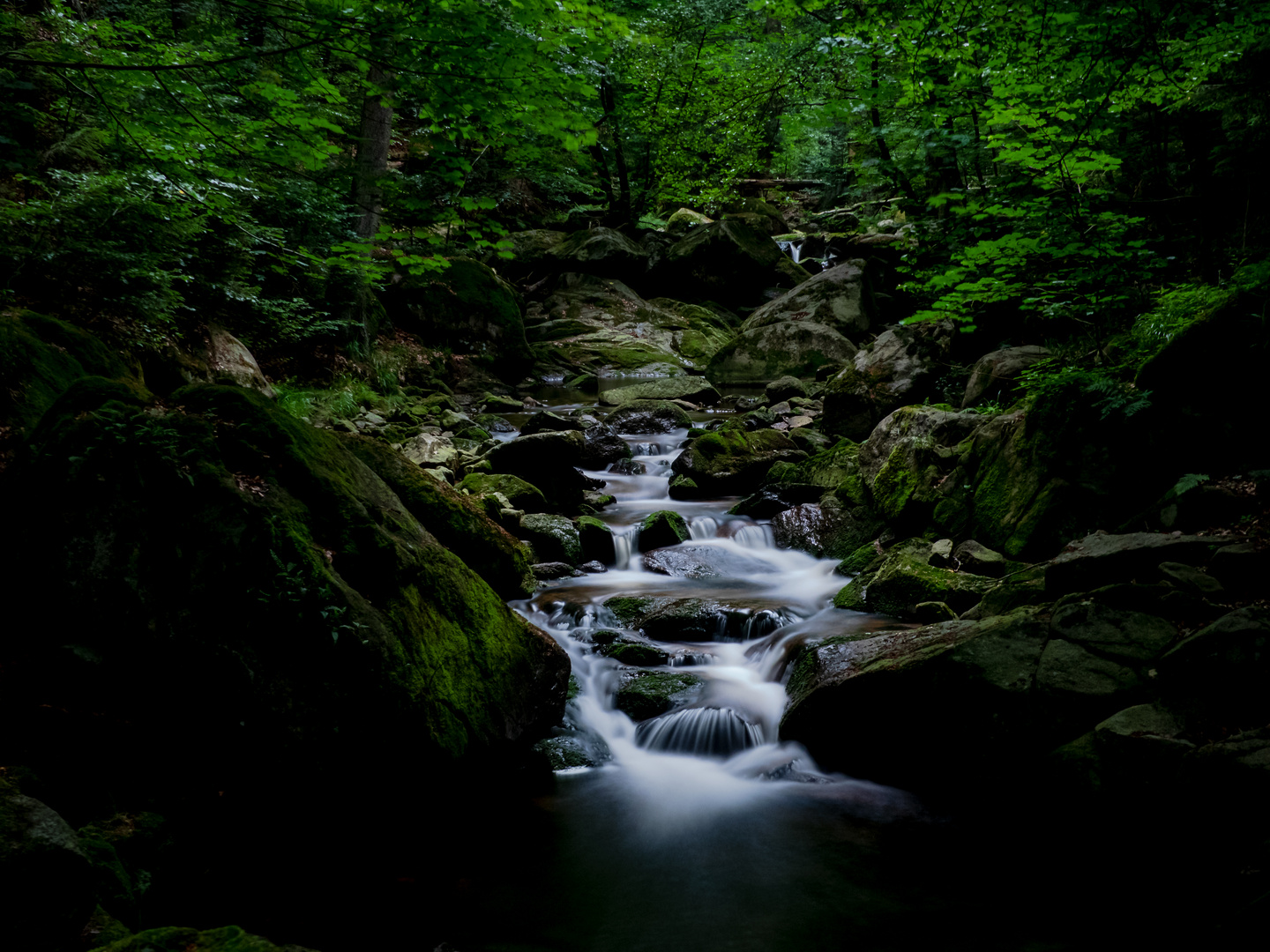 Mystischer Wald