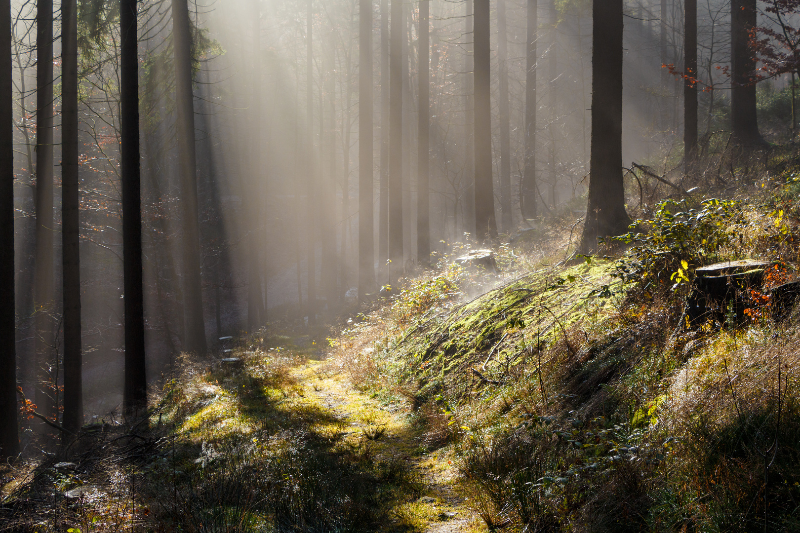 Mystischer Wald am Tammich-Grund