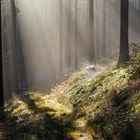 Mystischer Wald am Tammich-Grund