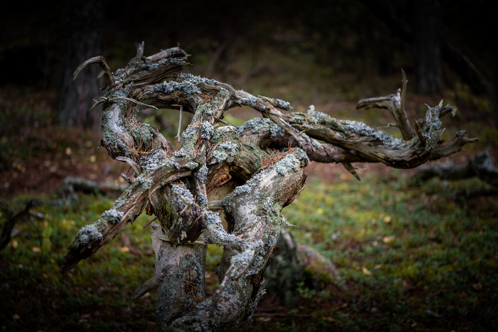 Mystischer Wald