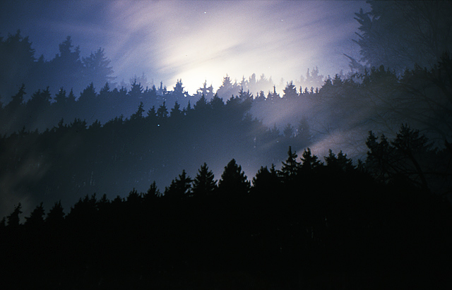 Mystischer Wald bei Nacht