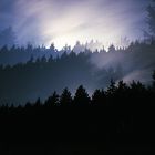 Mystischer Wald bei Nacht