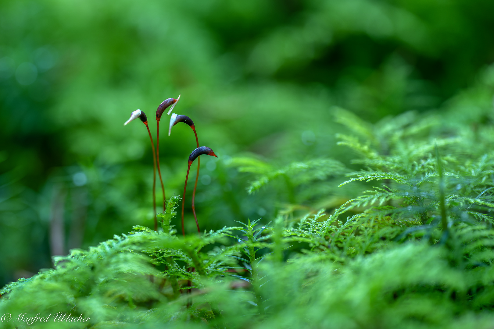 mystischer Wald ...