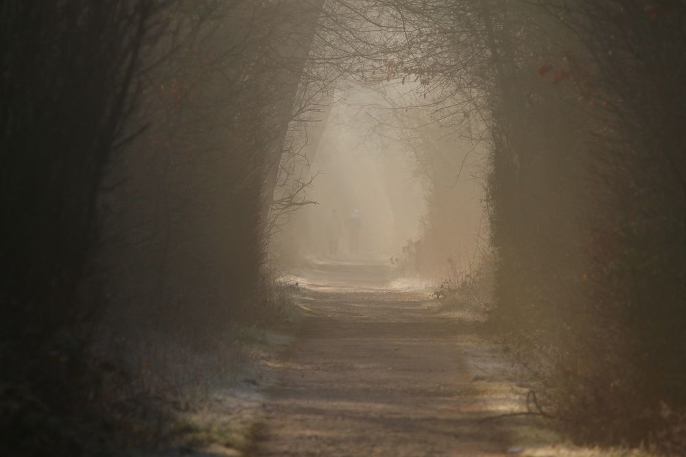 Mystischer Wald