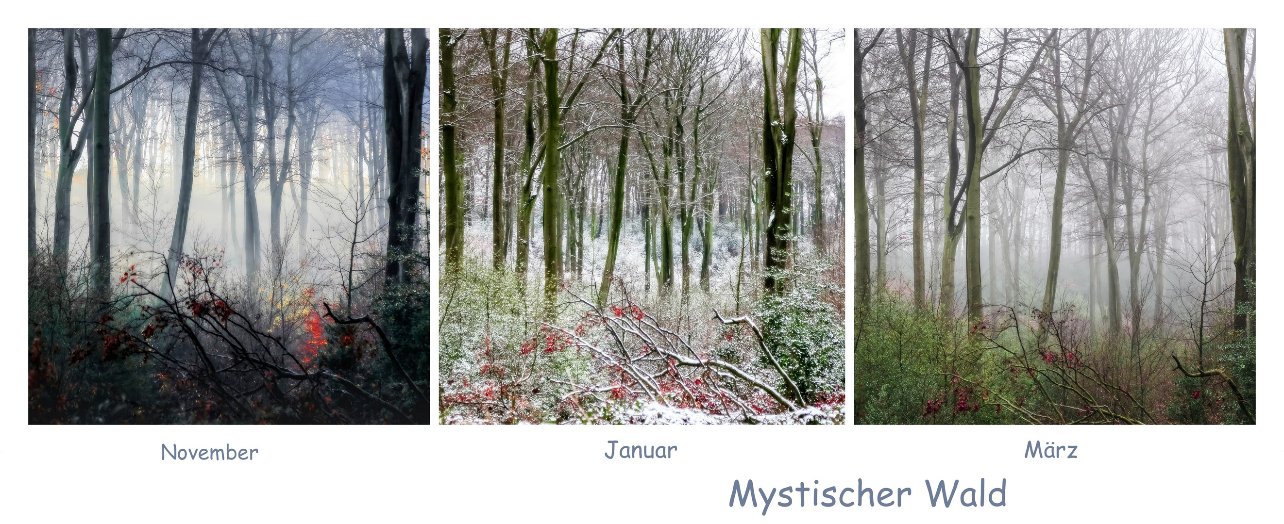 Mystischer Wald