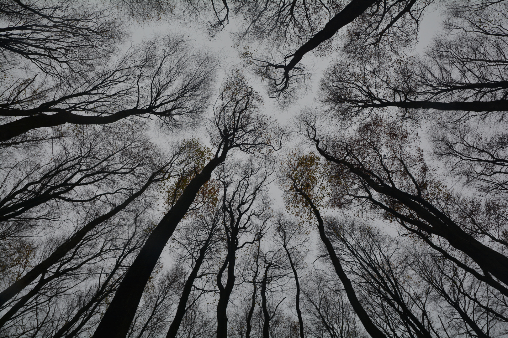 Mystischer Wald