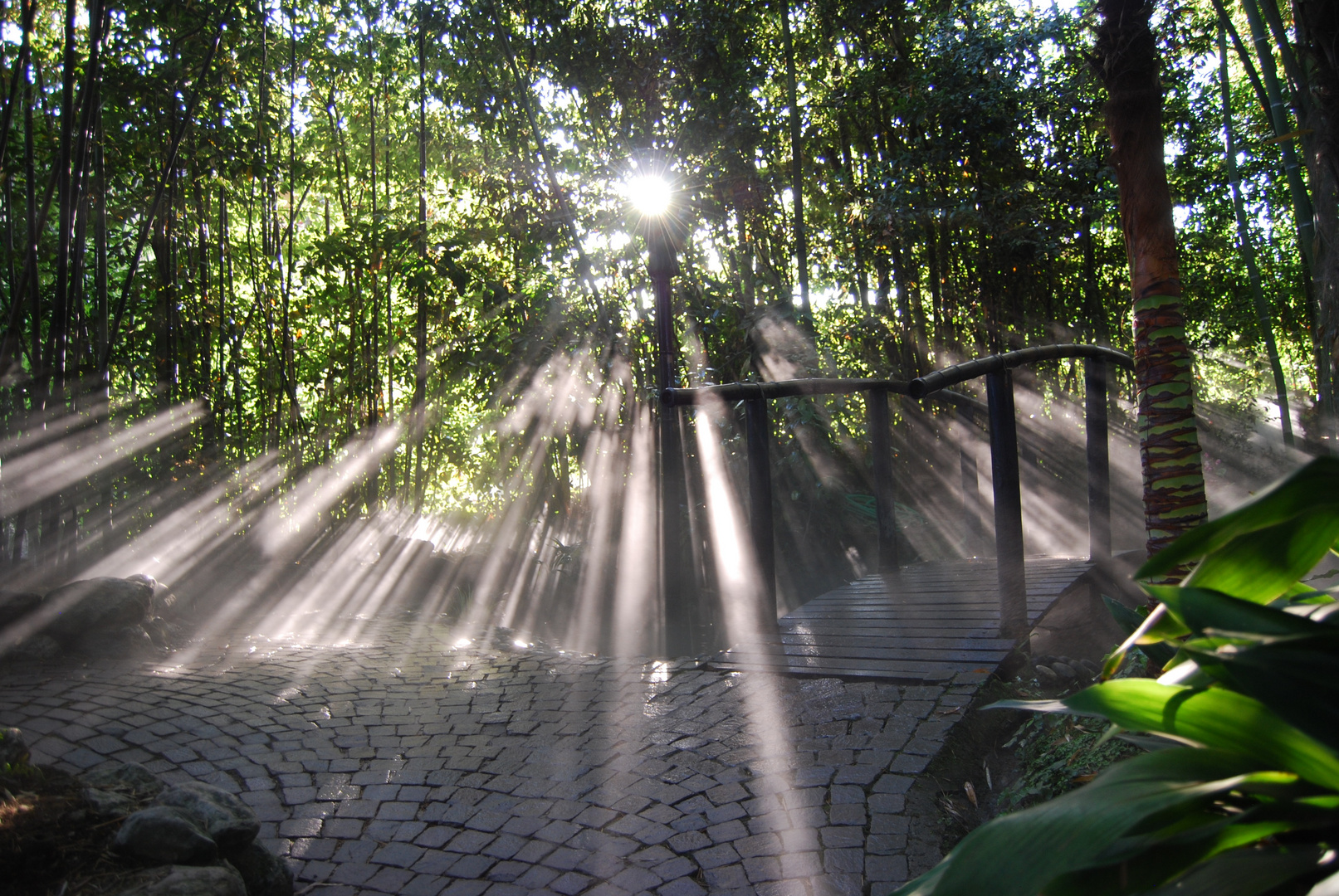 Mystischer Wald