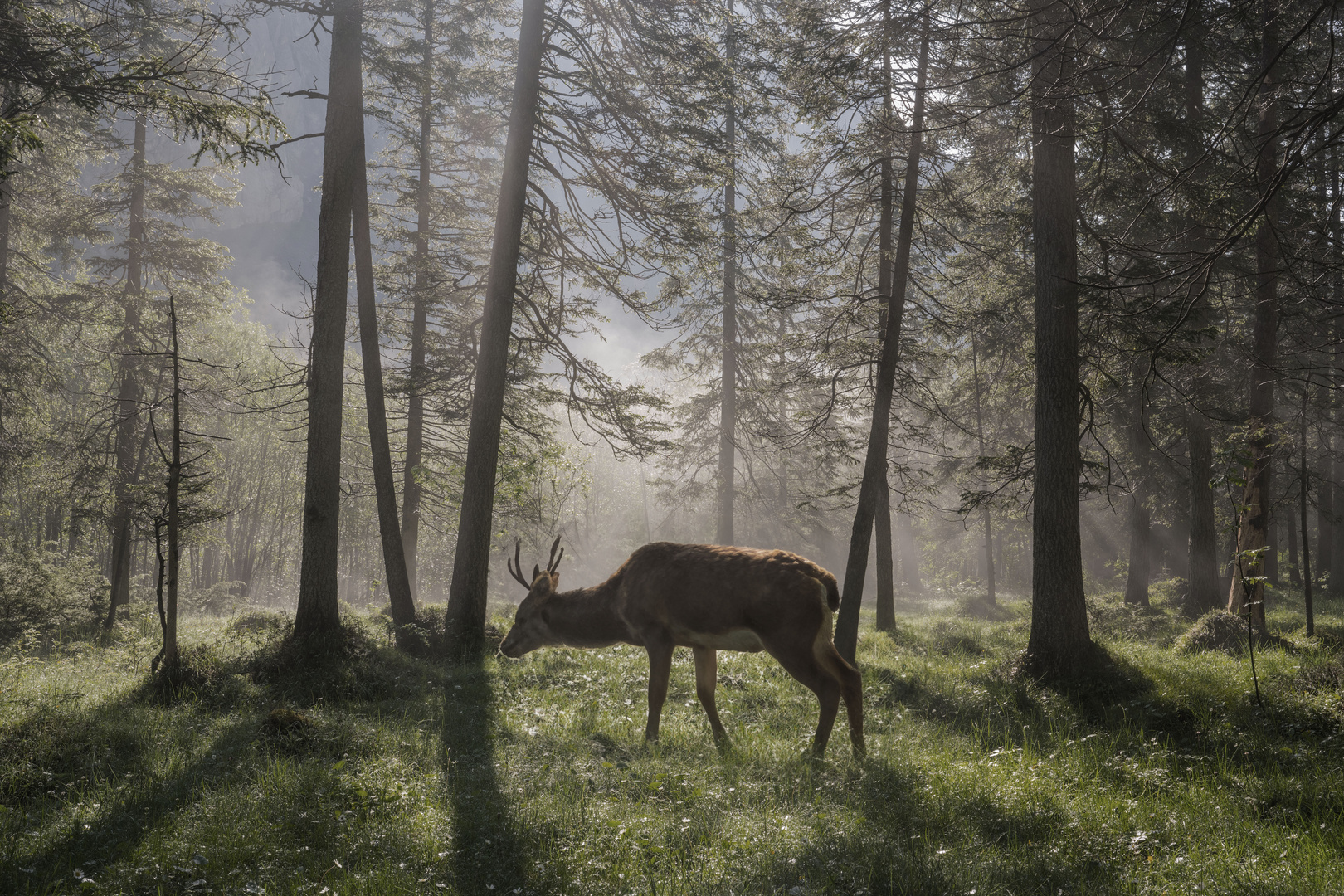 mystischer wald