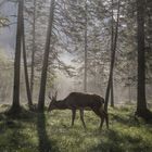 mystischer wald