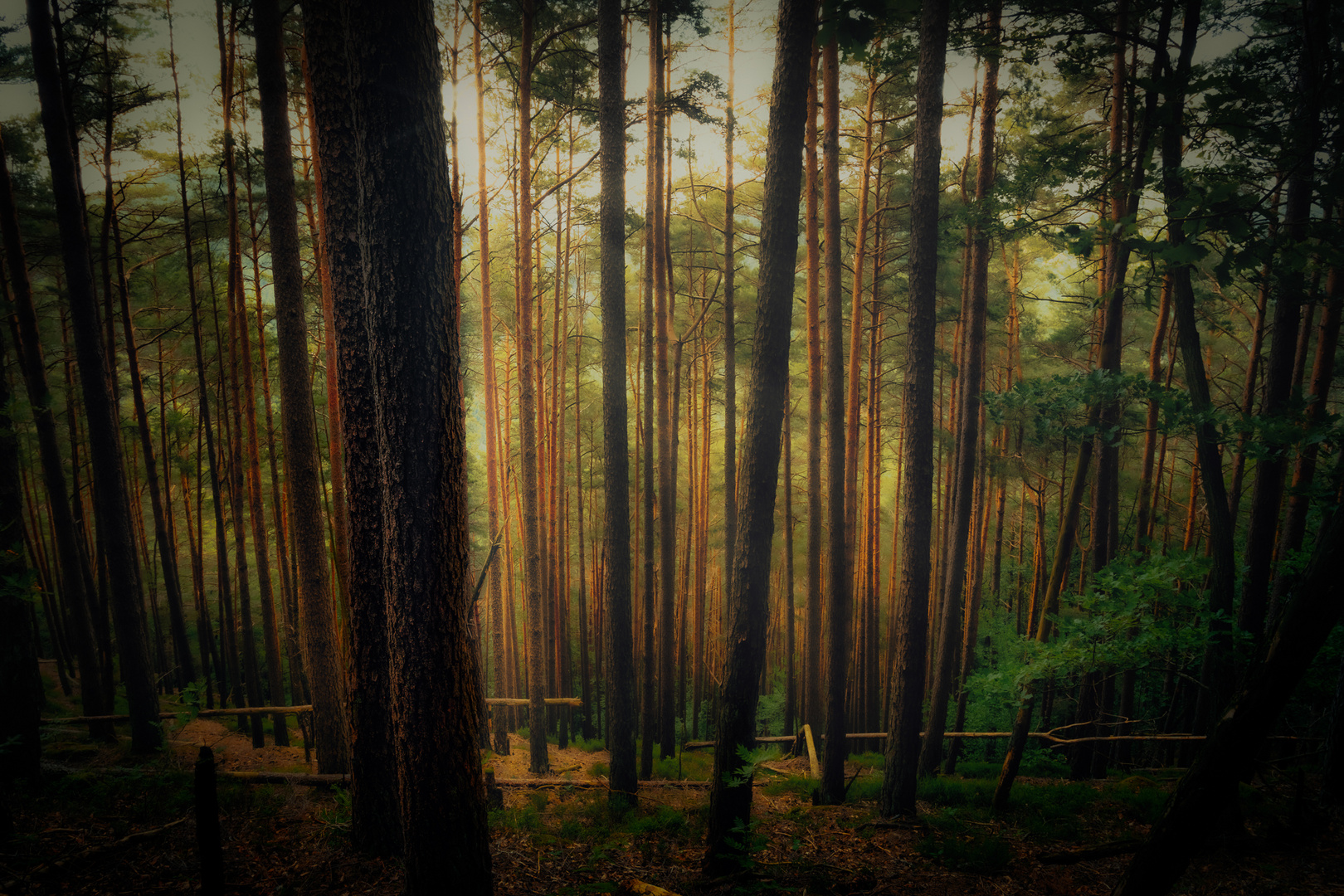 Mystischer Wald