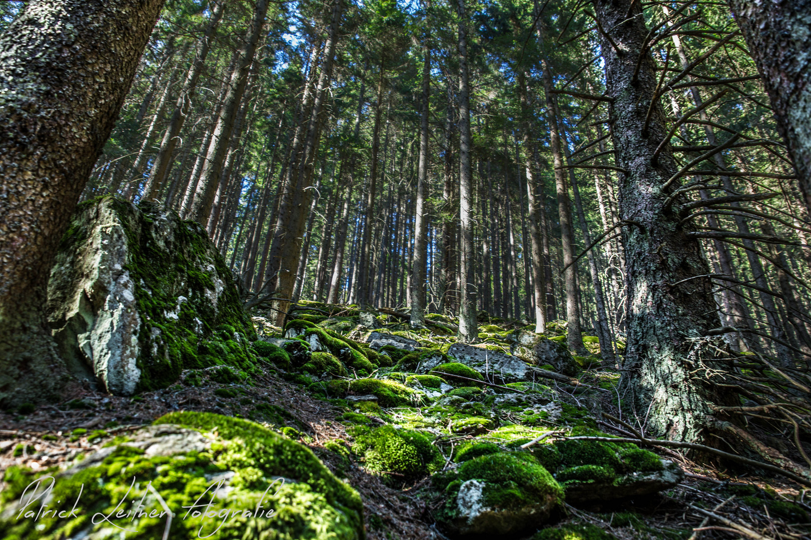 Mystischer Wald im Nationalpark Sumava .