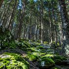 Mystischer Wald im Nationalpark Sumava .