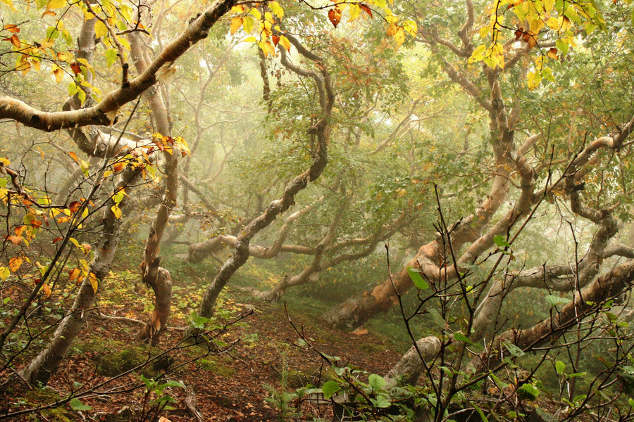 Mystischer Wald in Japan am Mount Fuji