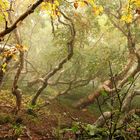 Mystischer Wald in Japan am Mount Fuji