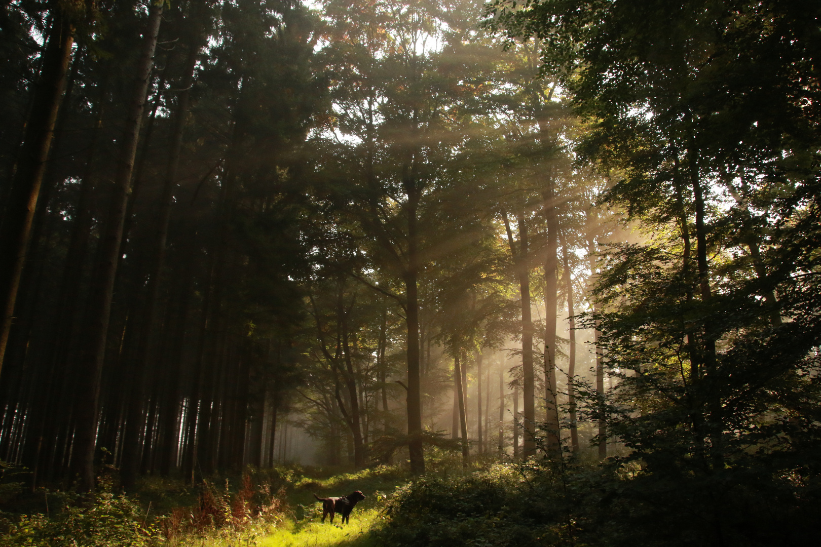 Mystischer Waldspaziergang