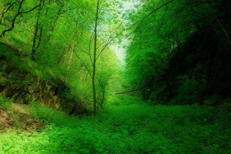 mystischer Waldweg