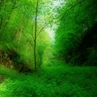 mystischer Waldweg