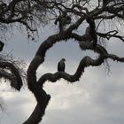 Mystischer Weißkopfseeadler