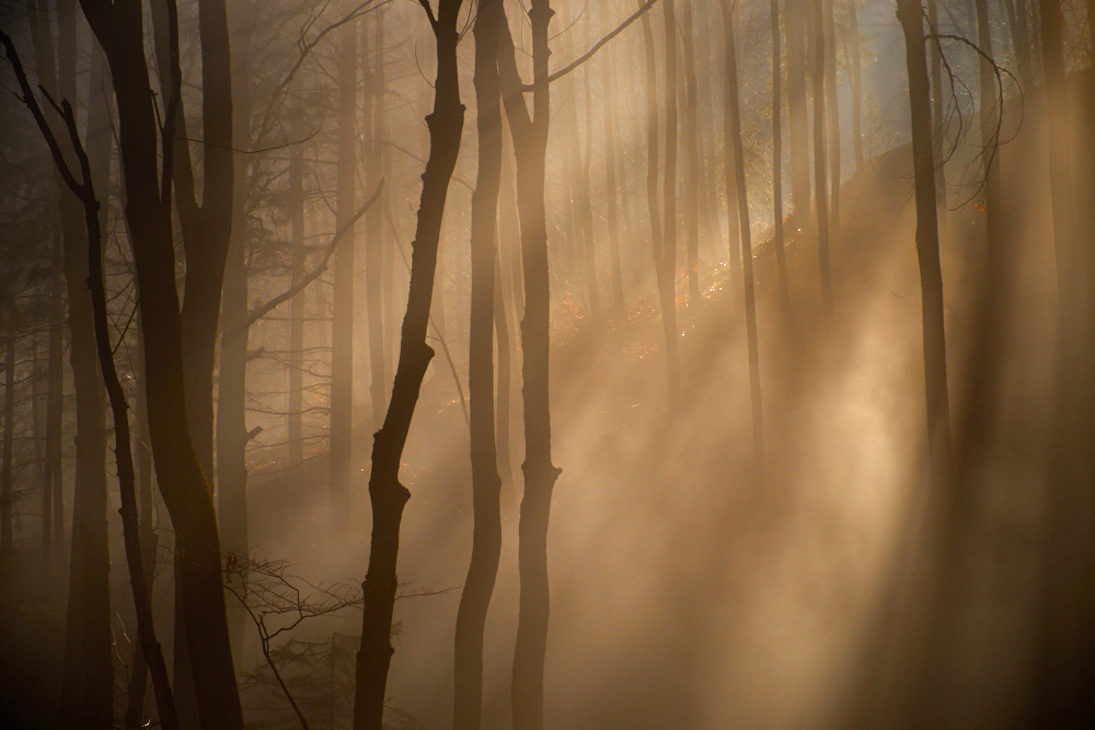 Mystischer Wienerwald