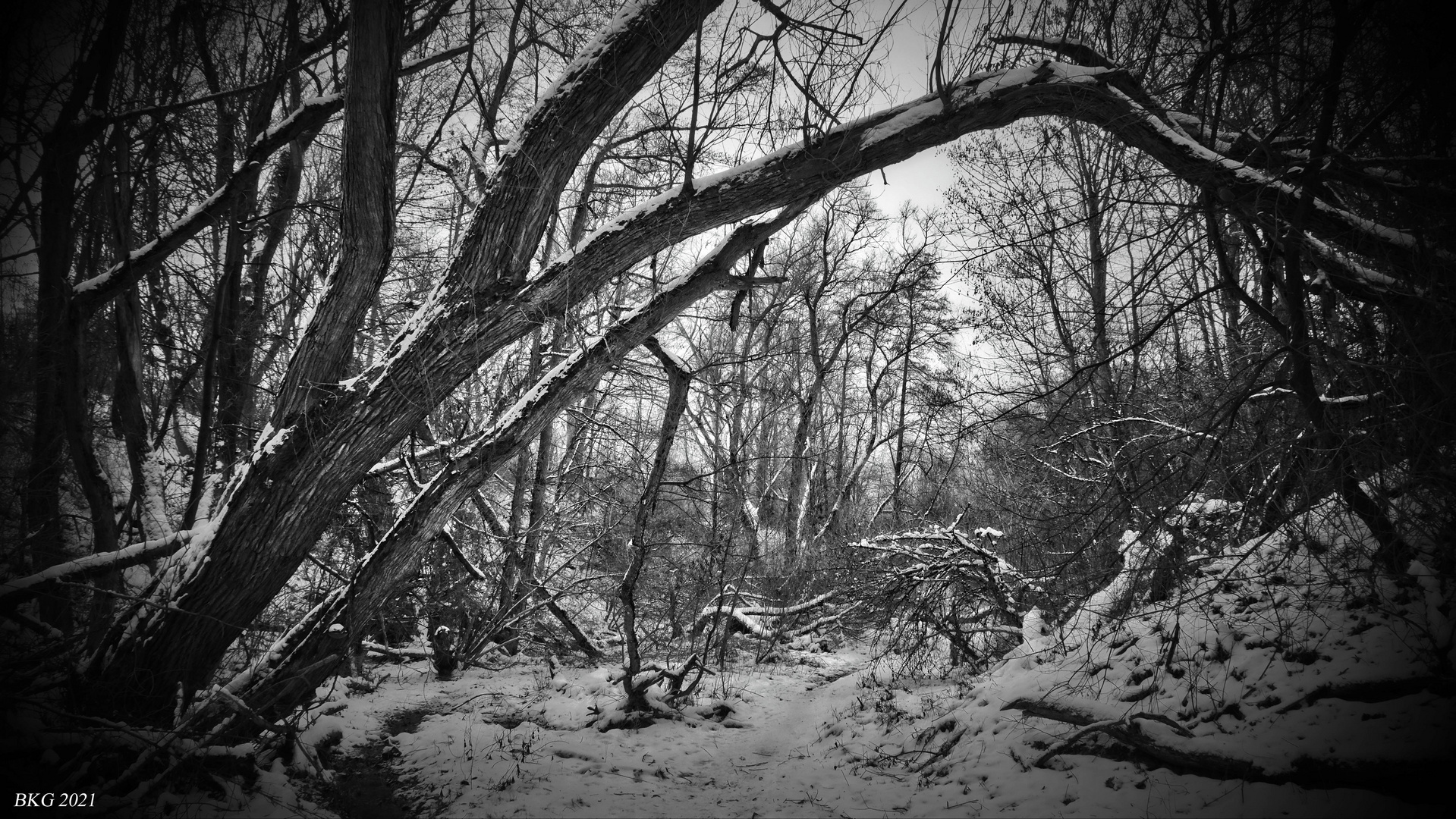 Mystischer Winter im Zaufelsgraben