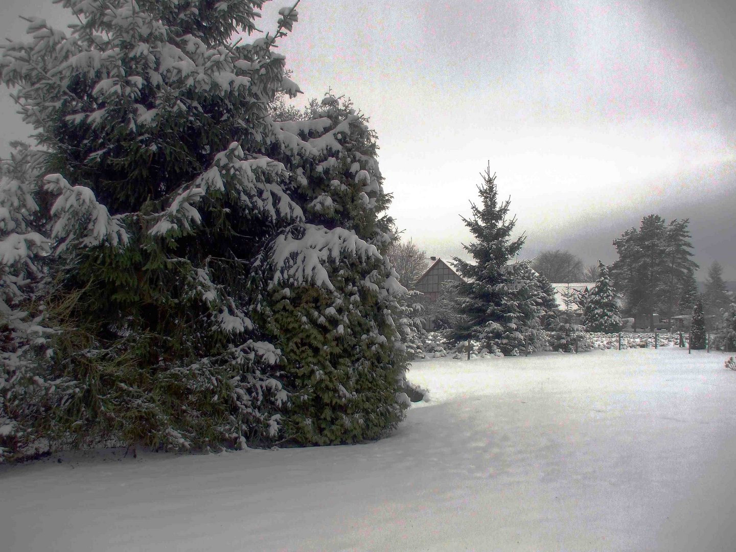 Mystischer Wintertag im heimischen Garten