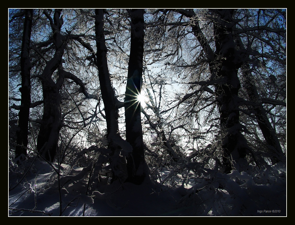 - Mystischer Winterwald -