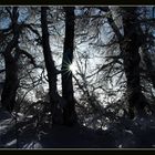 - Mystischer Winterwald -