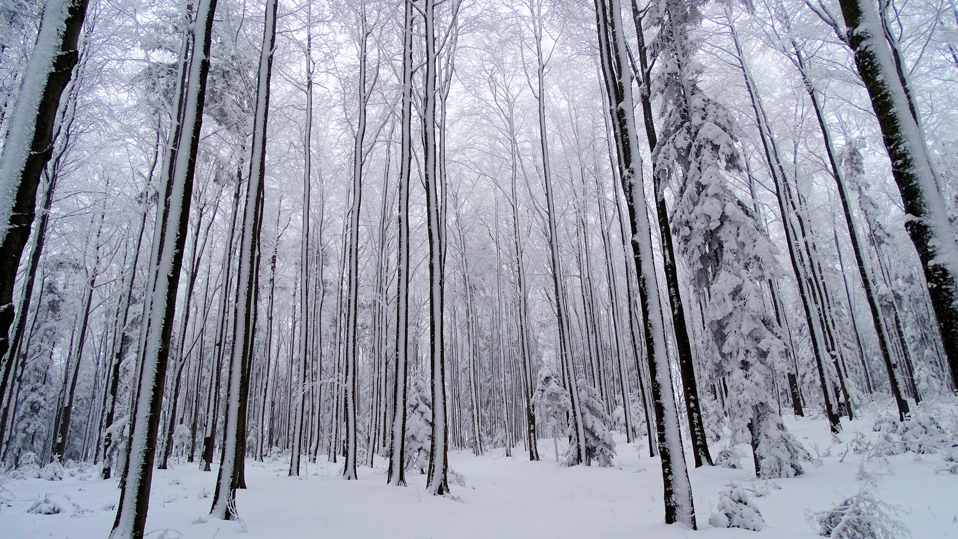 Mystischer Winterwald